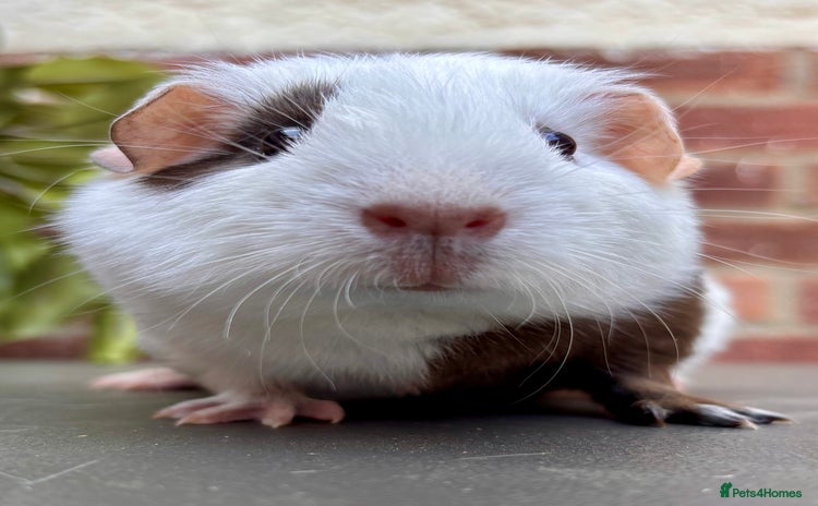Guinea Pig rodents - Advert 8