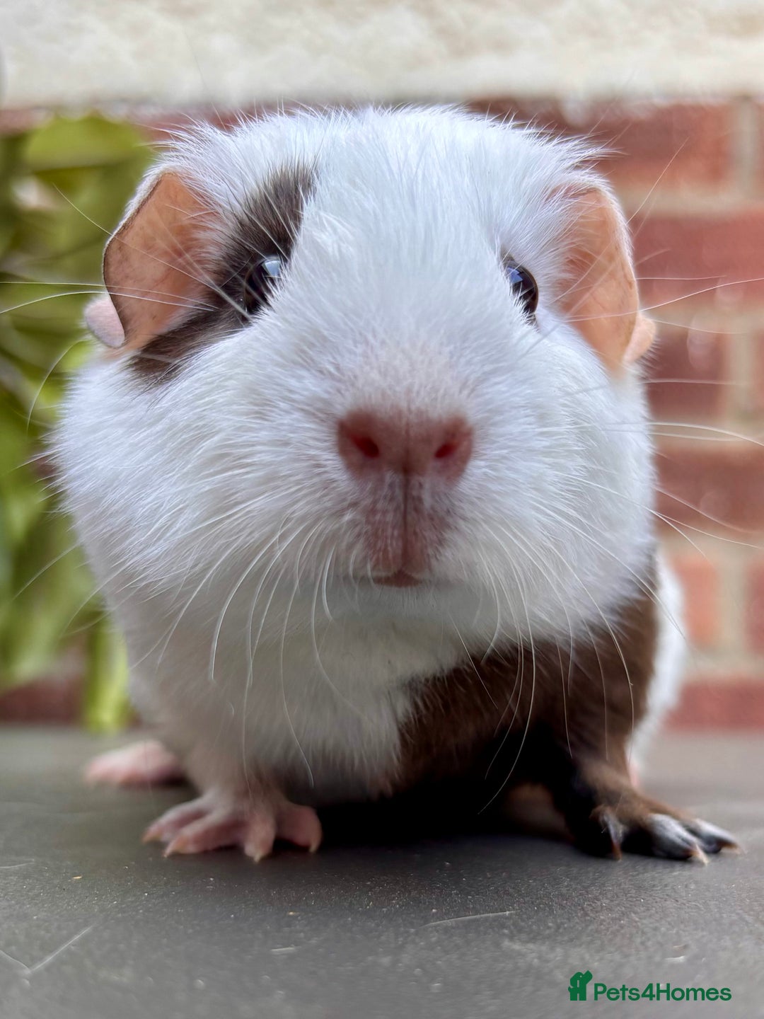 Guinea Pig rodents for sale: Baby guinea pig sow  - Image 1