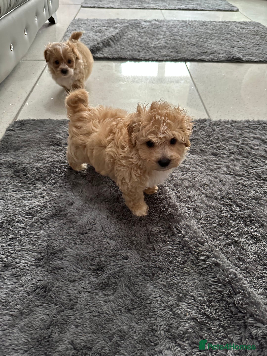 Maltipoo dogs for sale: Outstanding F1 Maltipoo Puppies - Image 22