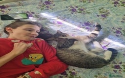 Mixed Breed cats for adoption: TOM a friendly & proud boy who needs a Loving Home - Advert 28