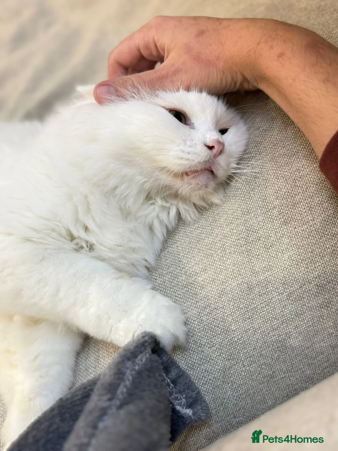 Mixed Breed cats for adoption: MYKO- MIX PERSIAN INDOOR HEALTHY NEUTERED BOY CALM - Advert 10