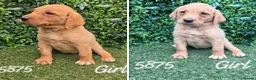 Labrador Retriever dogs for sale: Kc reg fox red labs - Advert 6