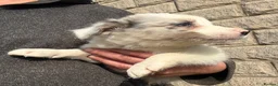 Border Collie dogs for sale: Blue merl border collies  - Advert 3