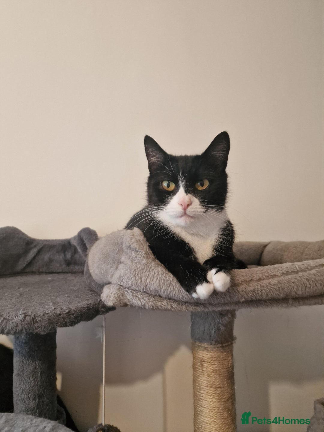Domestic Shorthair cats for adoption: Itty bitty Beanie - Image 7