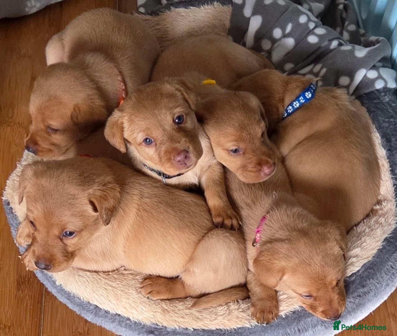 Labrador Retriever dogs KC registered Fox Red Labrador Puppies - Advert 1
