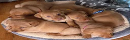 Labrador Retriever dogs for sale: KC registered Fox Red Labrador Puppies - Advert 1