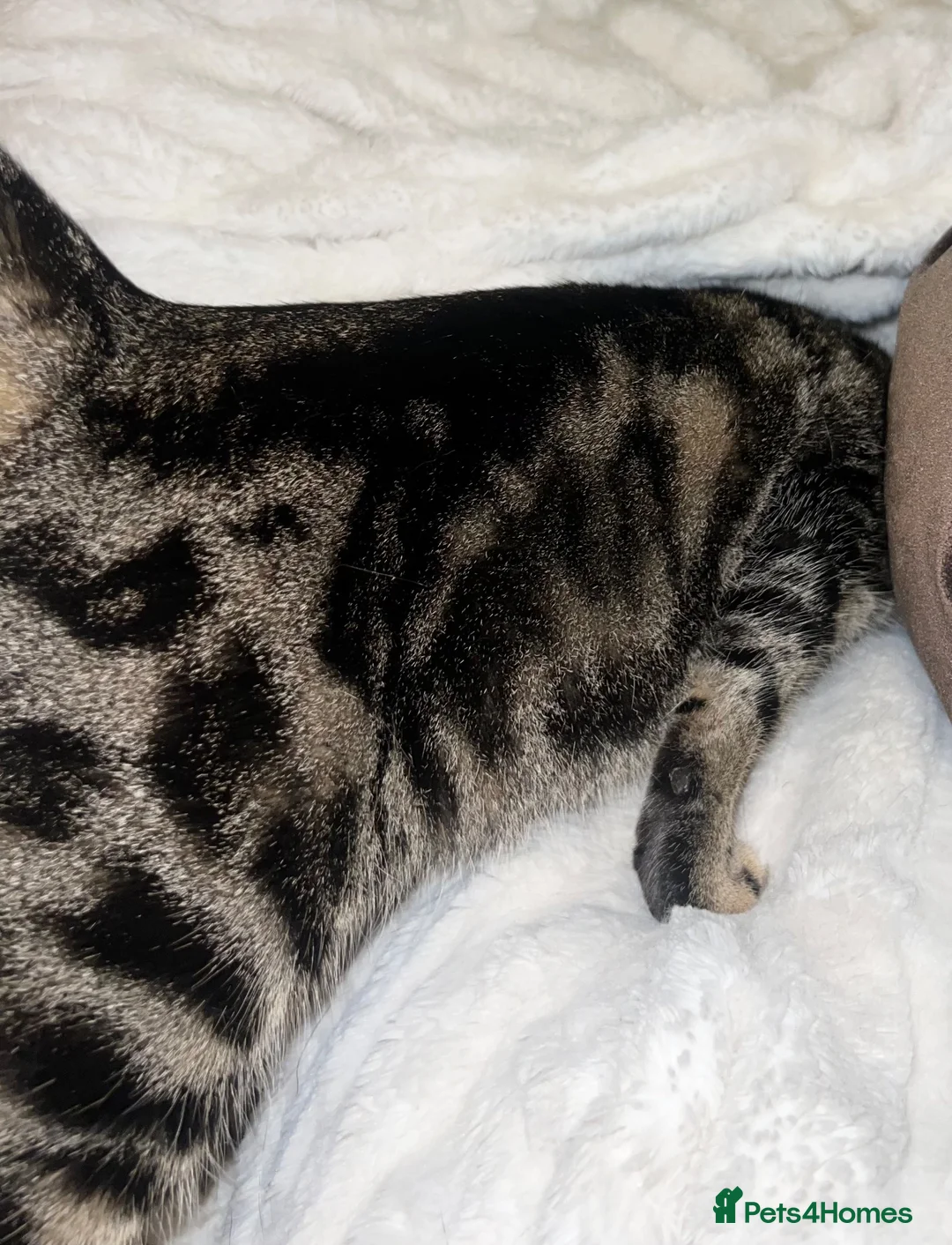 Bengal cats for sale: Bengal X British - adult rehome - Advert 6