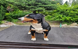 Entlebucher Mountain Dog dogs for sale: Entlebucher Mountain Dog - Image 9