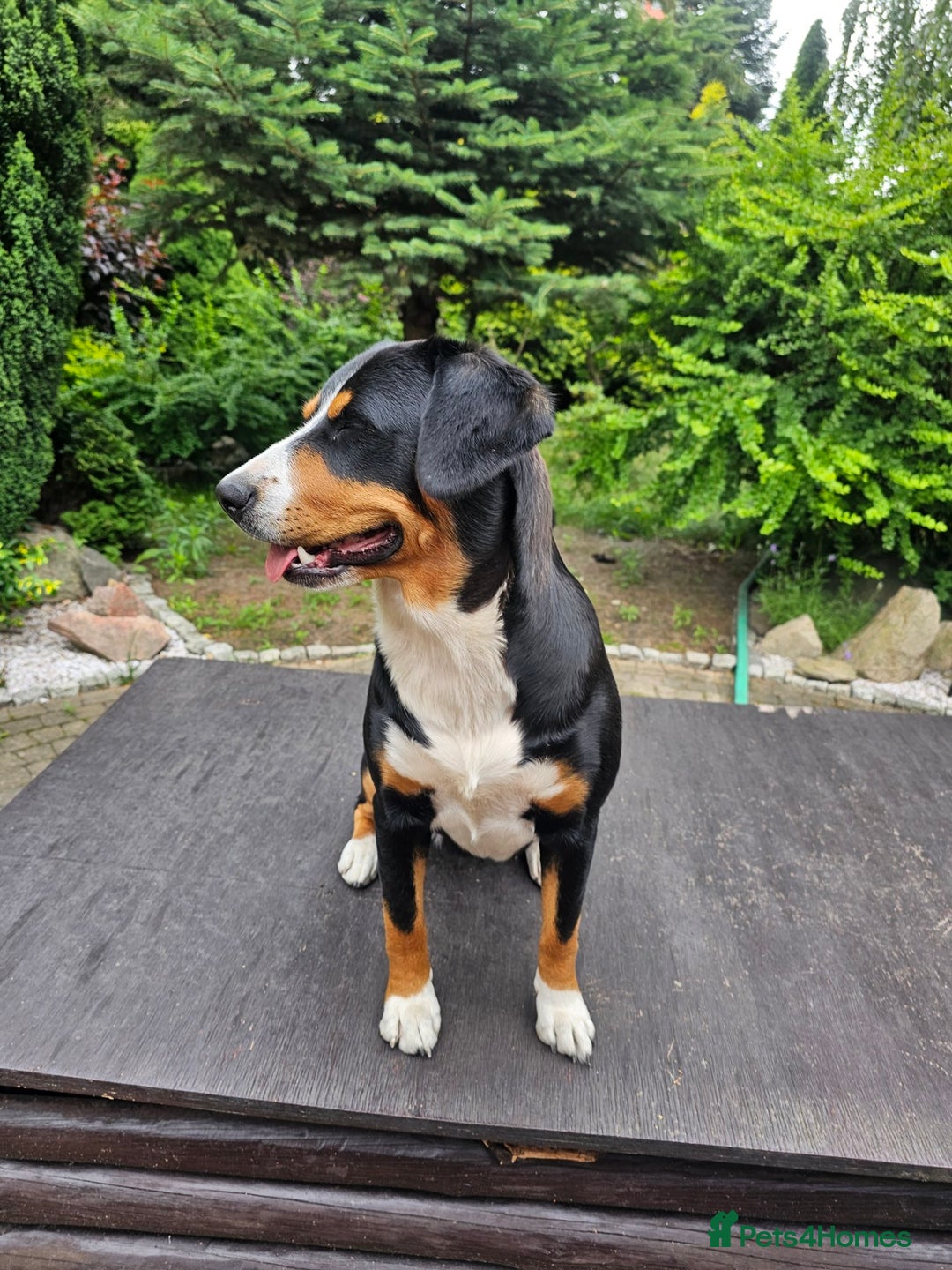 Entlebucher Mountain Dog dogs for sale: Entlebucher Mountain Dog - Image 9