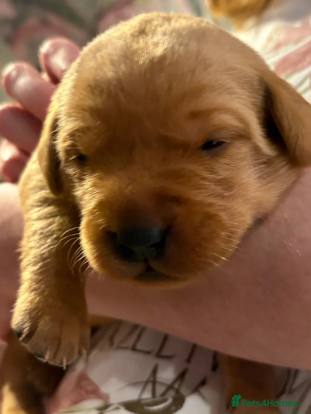 Labrador Retriever dogs for sale: Beautiful fox red Labrador pups for sale  - Advert 10