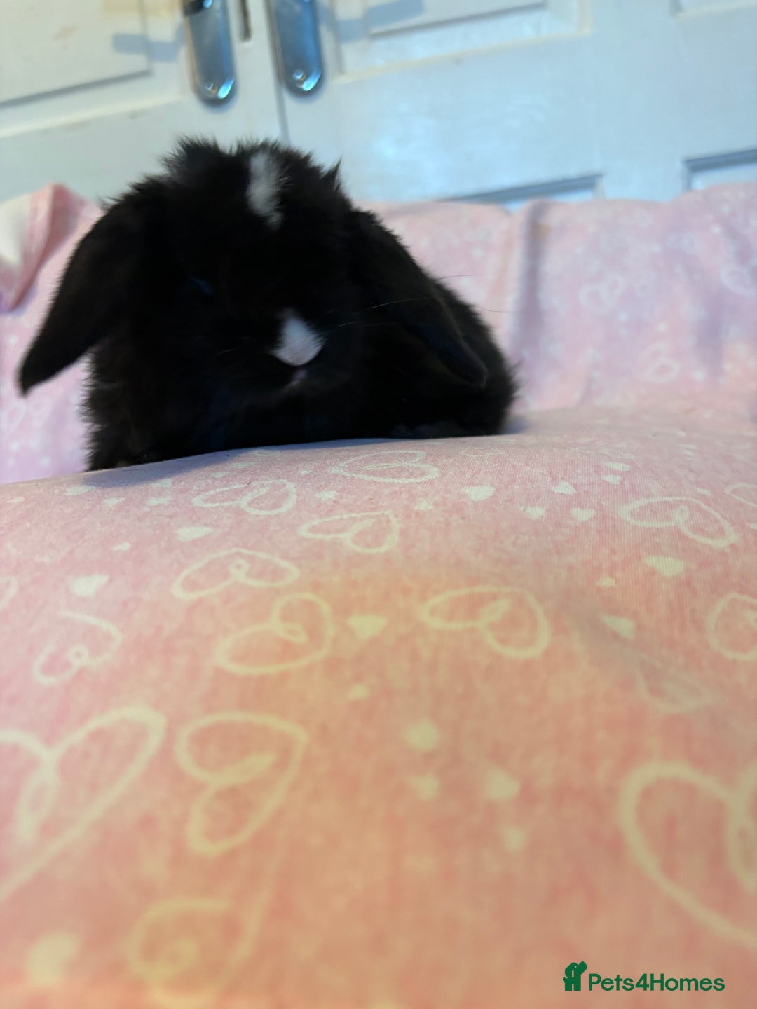 Mini Lop rabbits for sale: Beautiful little mini lop baby bunny rabbits  - Advert 22
