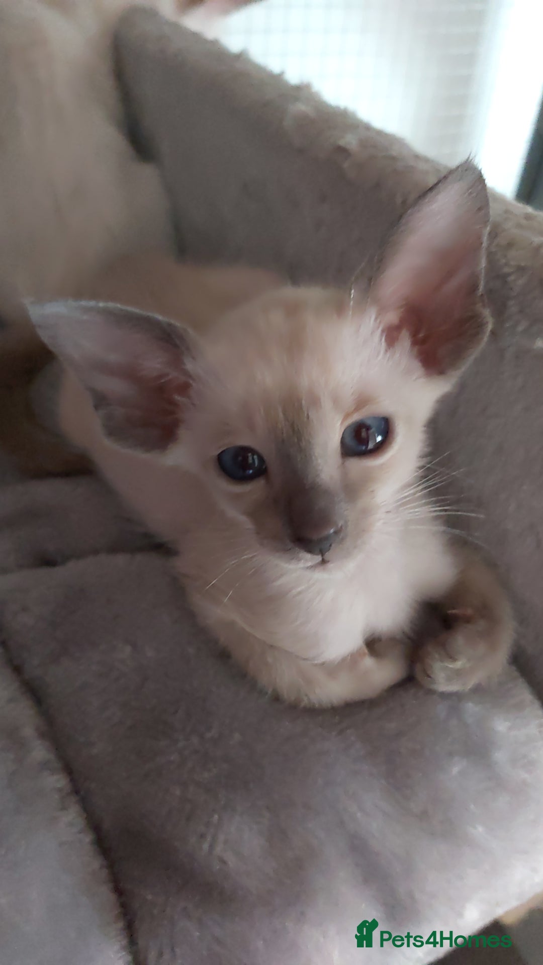 Oriental cats for sale: Full Pedigree Oriental 6 Kittens XL size ears GCCF - Image 26