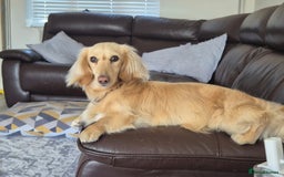 Miniature Dachshund dogs for sale: Cream LH miniature Dacschund - Image 1