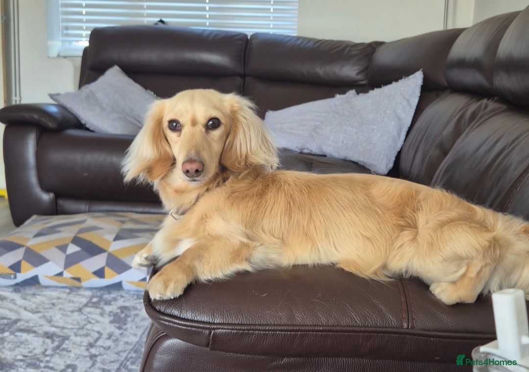 Miniature Dachshund dogs for sale: Cream LH miniature Dacschund - Image 1