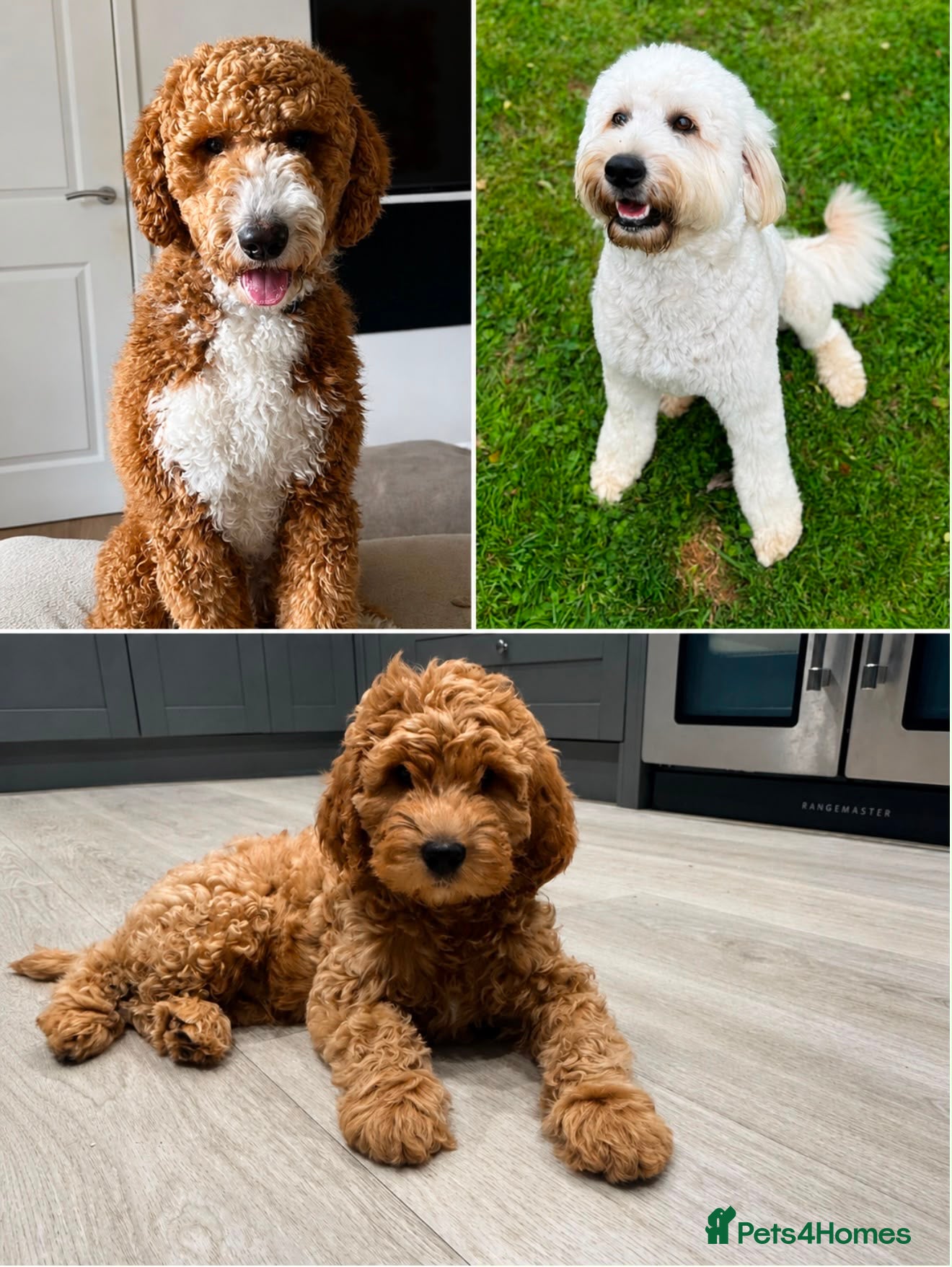 Goldendoodle dogs Outstanding Goldendoodles - Advert 1