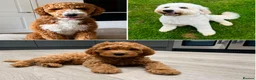 Goldendoodle dogs for sale: Outstanding Goldendoodles - Advert 1