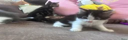 Mixed Breed cats for sale: Two kittens avaliable  - Advert 5