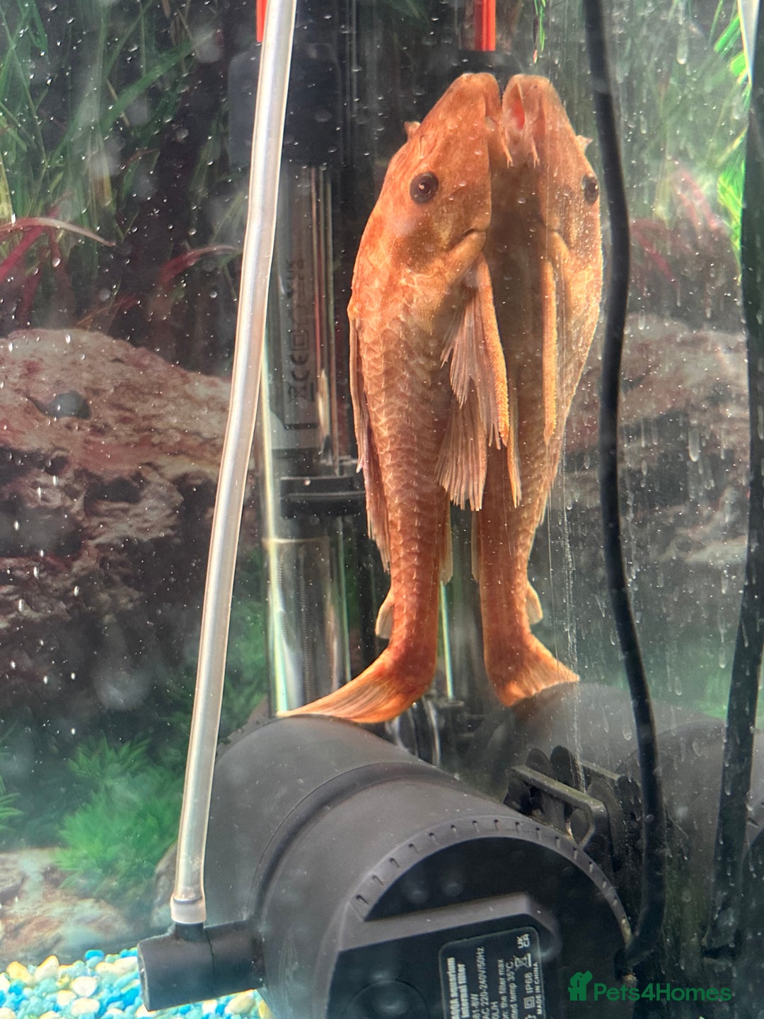 Cichlids fish for sale: Fishes for sale  - Image 4