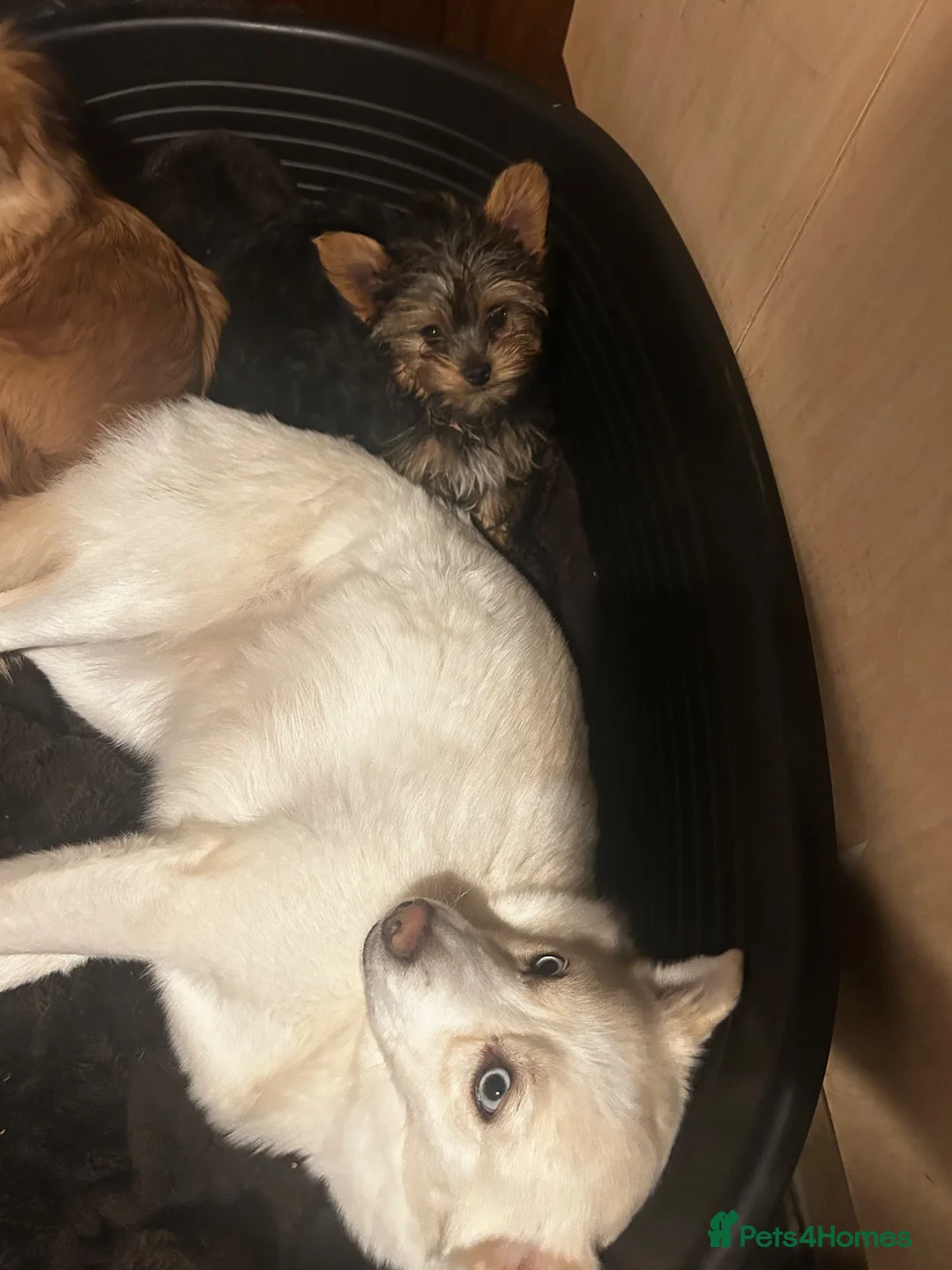 Pomsky dogs for sale: Pomsky Miniature Husky looking for a new home  - Advert 2