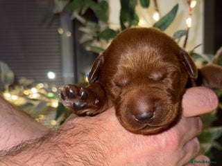 Labrador Retriever dogs Just a beautiful litter Deep reds - Advert 4