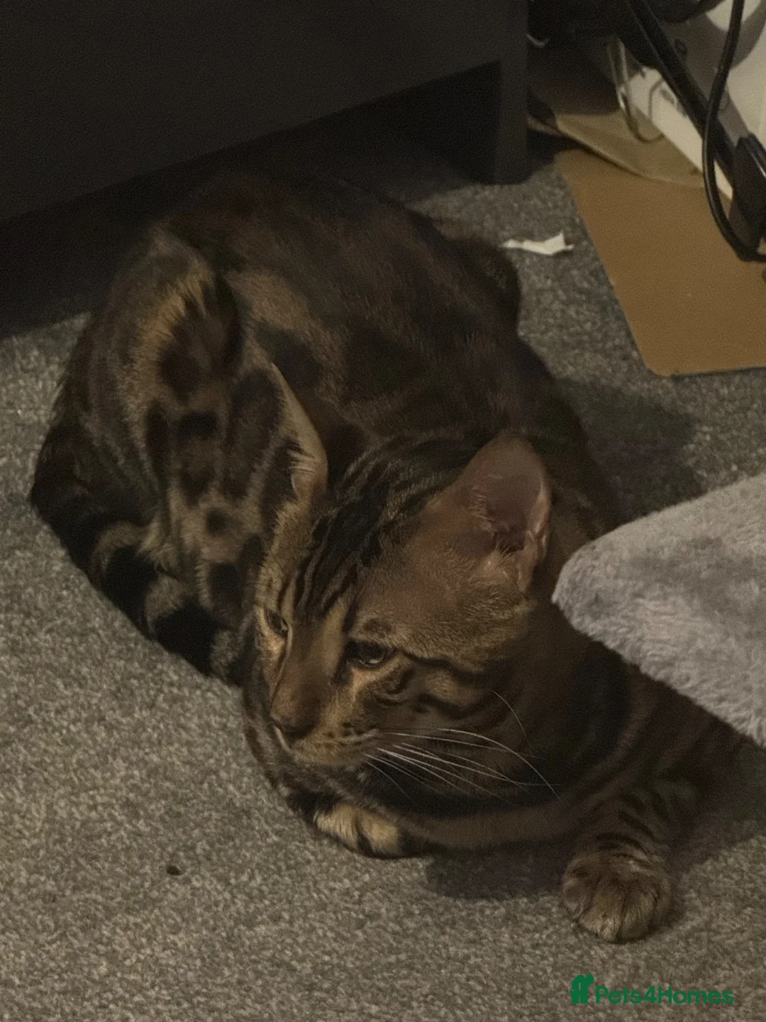 Bengal cats for sale: Male Benegal cat for sale  in Keighley - Advert 2