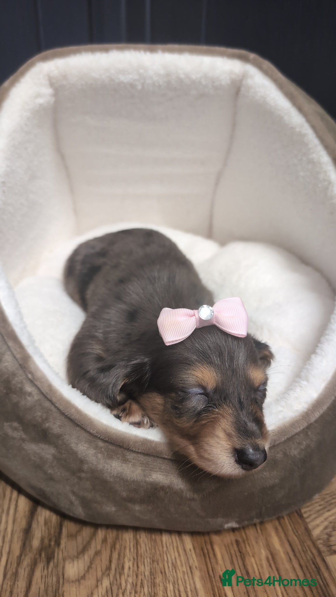 Miniature Dachshund dogs Kc registered Longhaired miniature dachshunds  - Advert 1