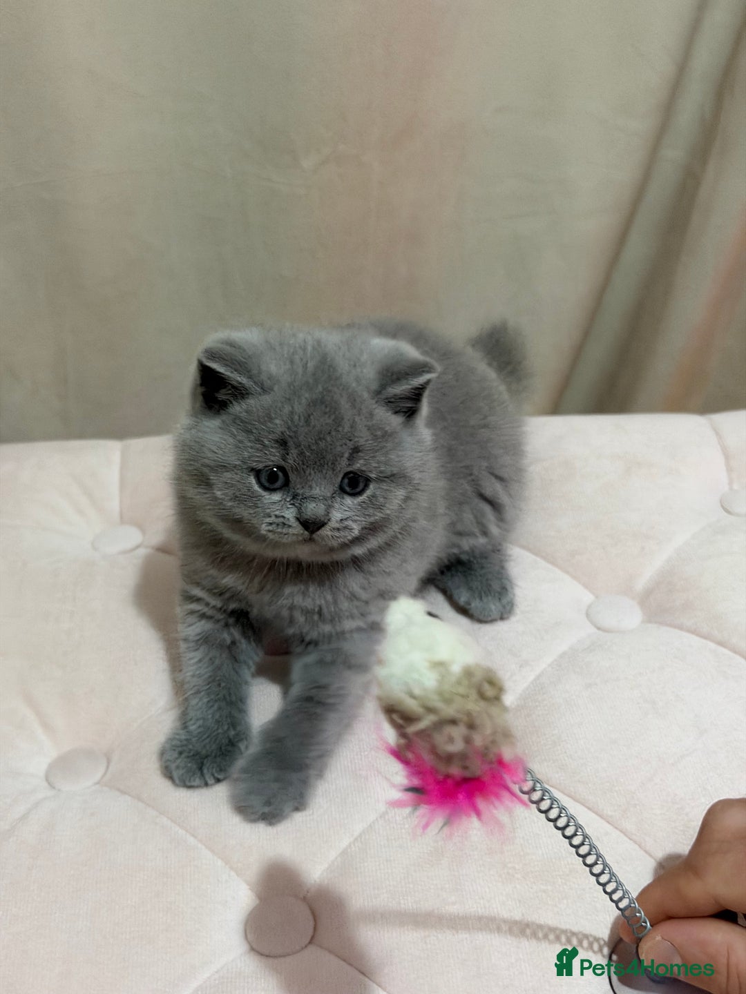 Scottish Fold cats for sale: Scottish Fold/ Straight kitties  - Advert 14