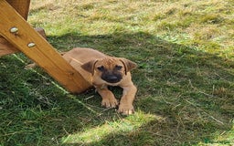 Rhodesian Ridgeback dogs for sale: Big bold bouncy bundles  - Image 15