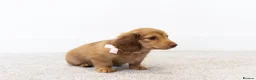 Miniature Dachshund dogs for sale: KC Longhaired Mini Dachshund puppies - Advert 5