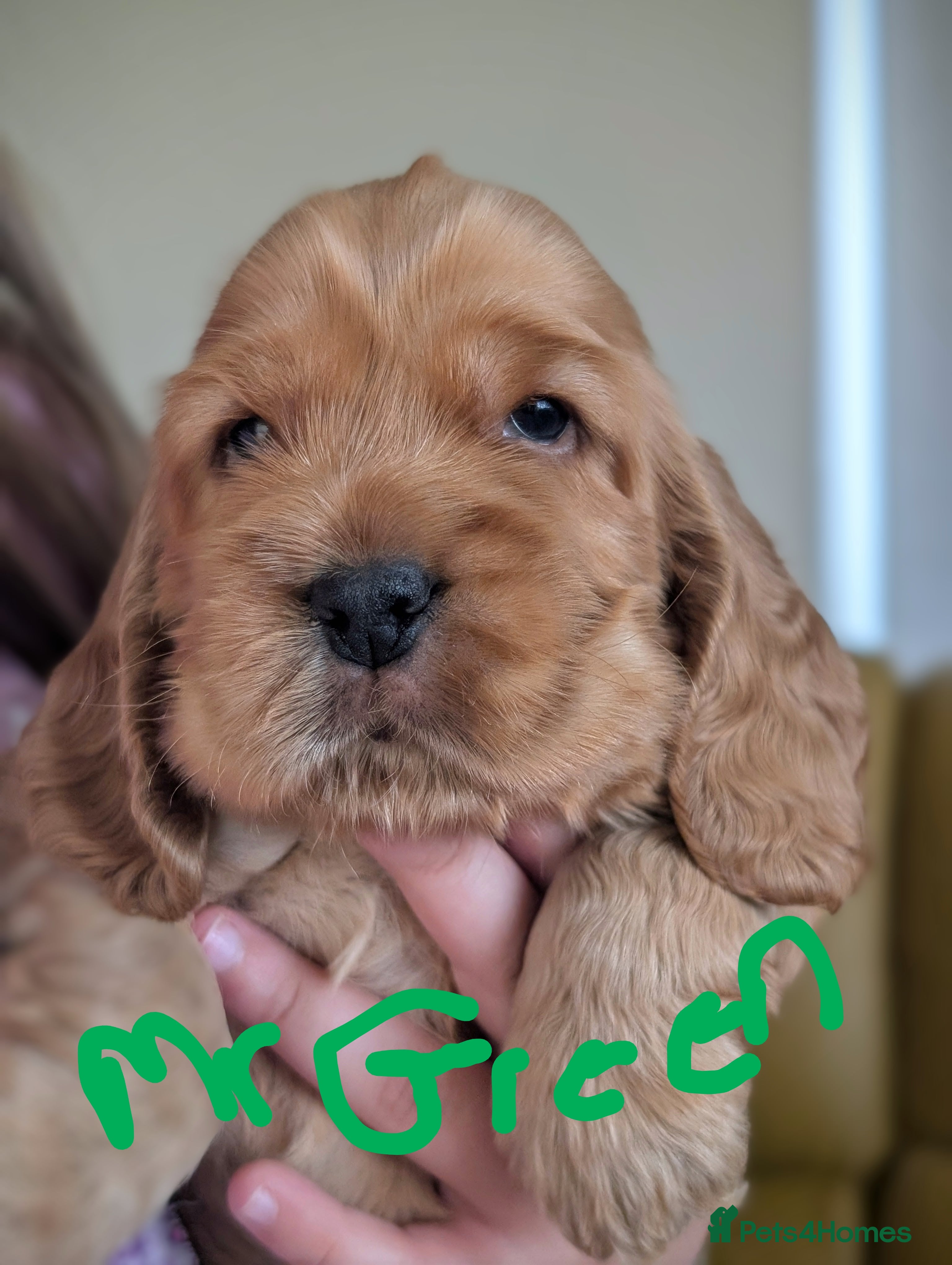 Cocker Spaniel dogs Very Well Bred ,Pure,KC, Show Type, C /S Puppies - Advert 2