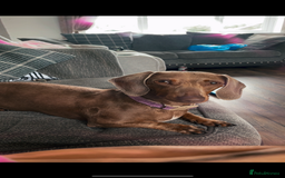 Miniature Dachshund dogs for sale: Kc miniature daschunds - Image 14