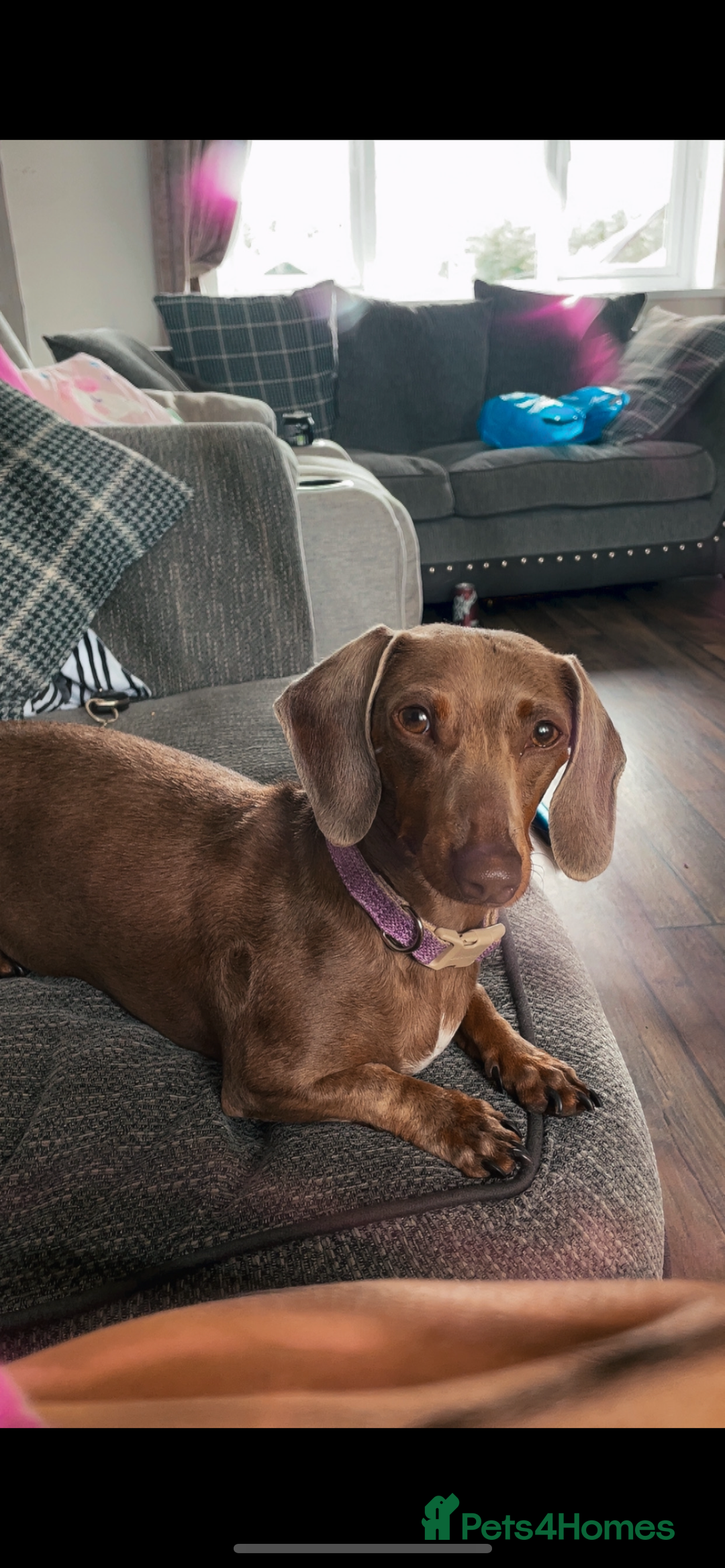 Miniature Dachshund dogs for sale: Kc miniature daschunds - Image 14