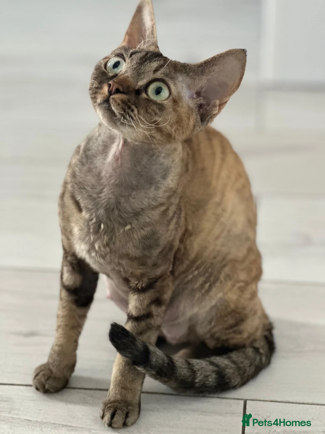 Devon Rex cats for sale: Devon Rex - Advert 2