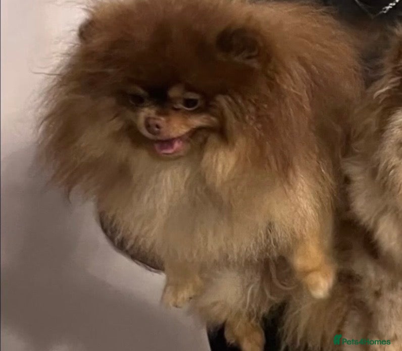 Pomeranian dogs Russian & Taiwanese  Pomeranian stud chiao li ya - Advert 1