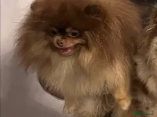 Pomeranian dogs Russian & Taiwanese Pomeranian stud chiao li ya - Advert 1