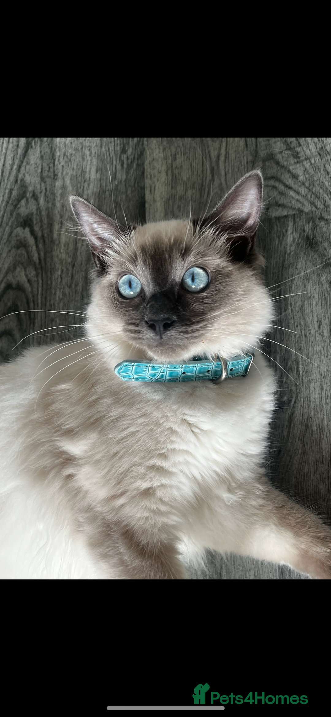 Ragdoll cats for sale: Bluepoint Ragdoll Female 🐱 - Image 3