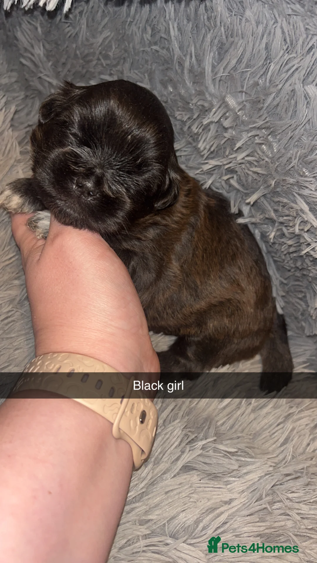 Shih Tzu dogs for sale: Shih Tzu puppies for sale  - Advert 13