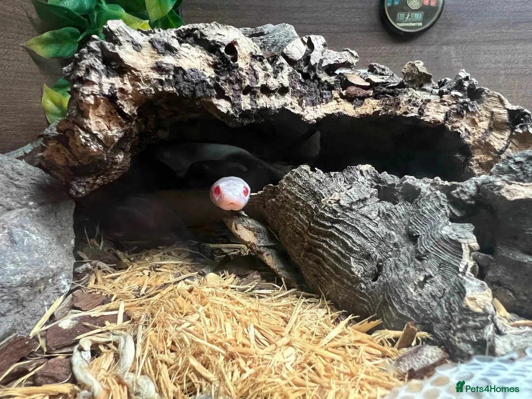 Corn Snake reptiles for sale: Albino corn snake  in Fordingbridge - Advert 2
