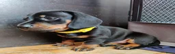 Miniature Dachshund dogs for sale: Beautiful home-reared Miniature Dachshund Puppies - Advert 4