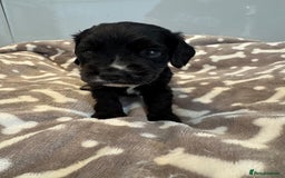 Cocker Spaniel dogs for sale: 😍🐾Show Type Spaniels,KC Reg,Health Tested🐾😍 - Image 3