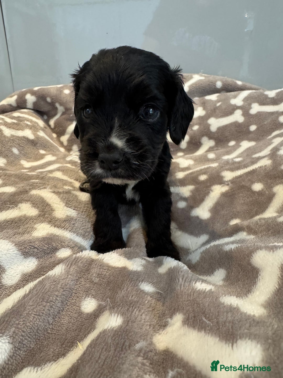 Cocker Spaniel dogs for sale: 😍🐾Show Type Spaniels,KC Reg,Health Tested🐾😍 - Image 3