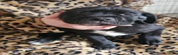 Mixed Breed dogs for sale: Bullmastiff cross puppies - Advert 15