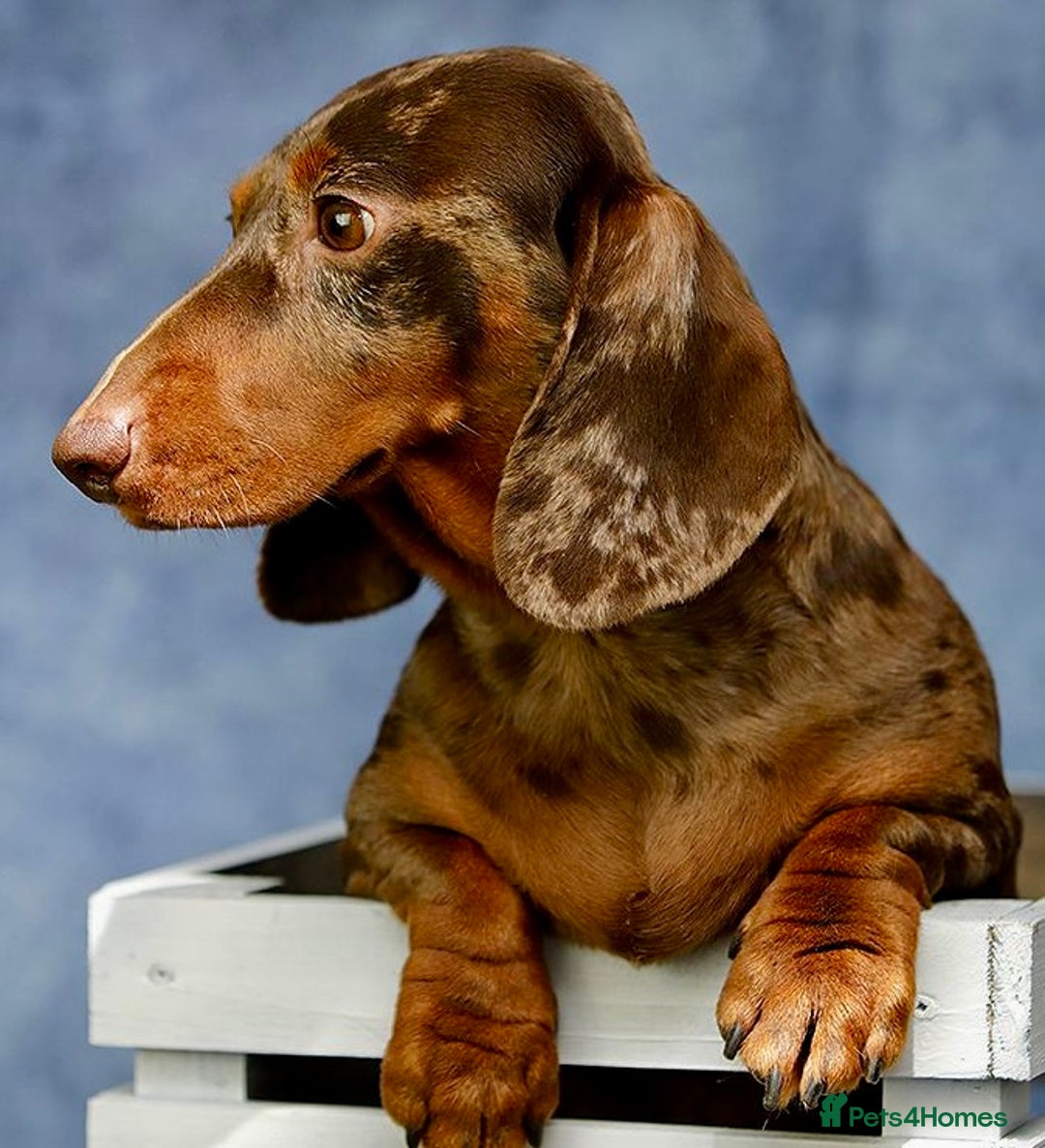 Miniature Dachshund dogs for adoption: Pickle: The Dog They Left to Die - Image 3