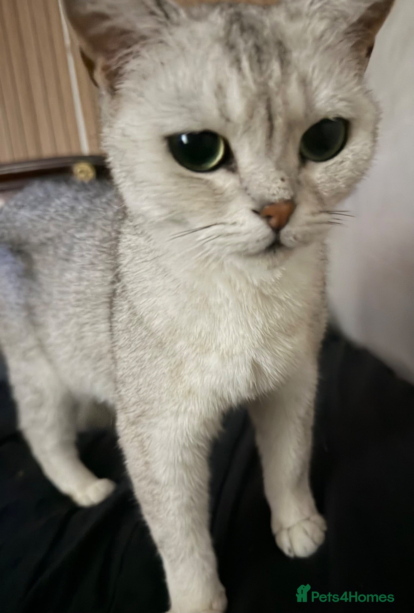 British Shorthair cats Silver British short hair  - Advert 1
