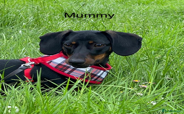 Miniature Dachshund dogs Puppy  - Advert 1