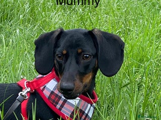 Miniature Dachshund dogs Puppy - Advert 2