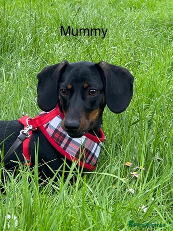 Miniature Dachshund dogs Puppy - Advert 2