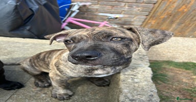 Mixed Breed dogs - Advert 4