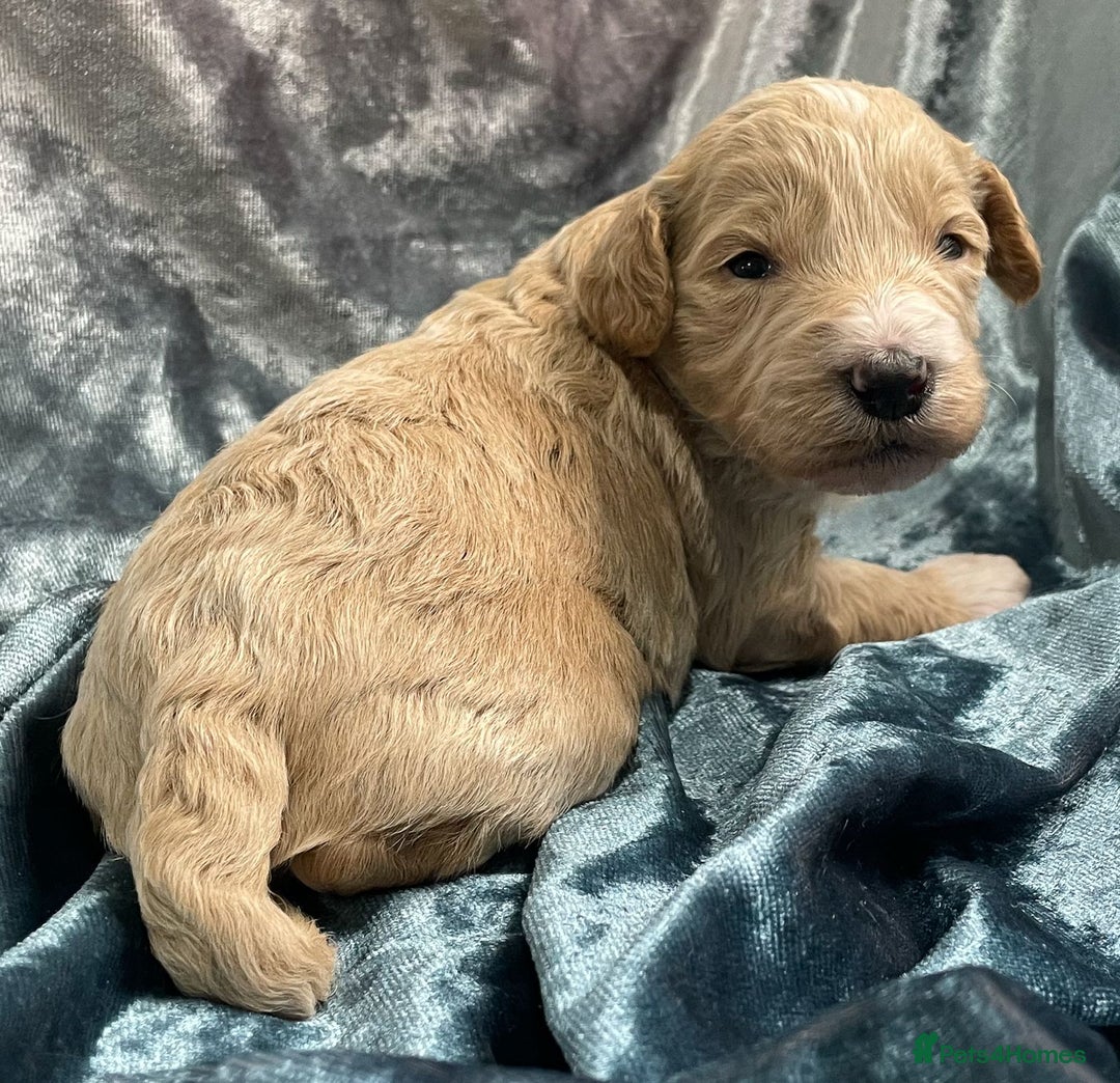 Labradoodle dogs for sale: Labradoodles for Sale! - Image 23