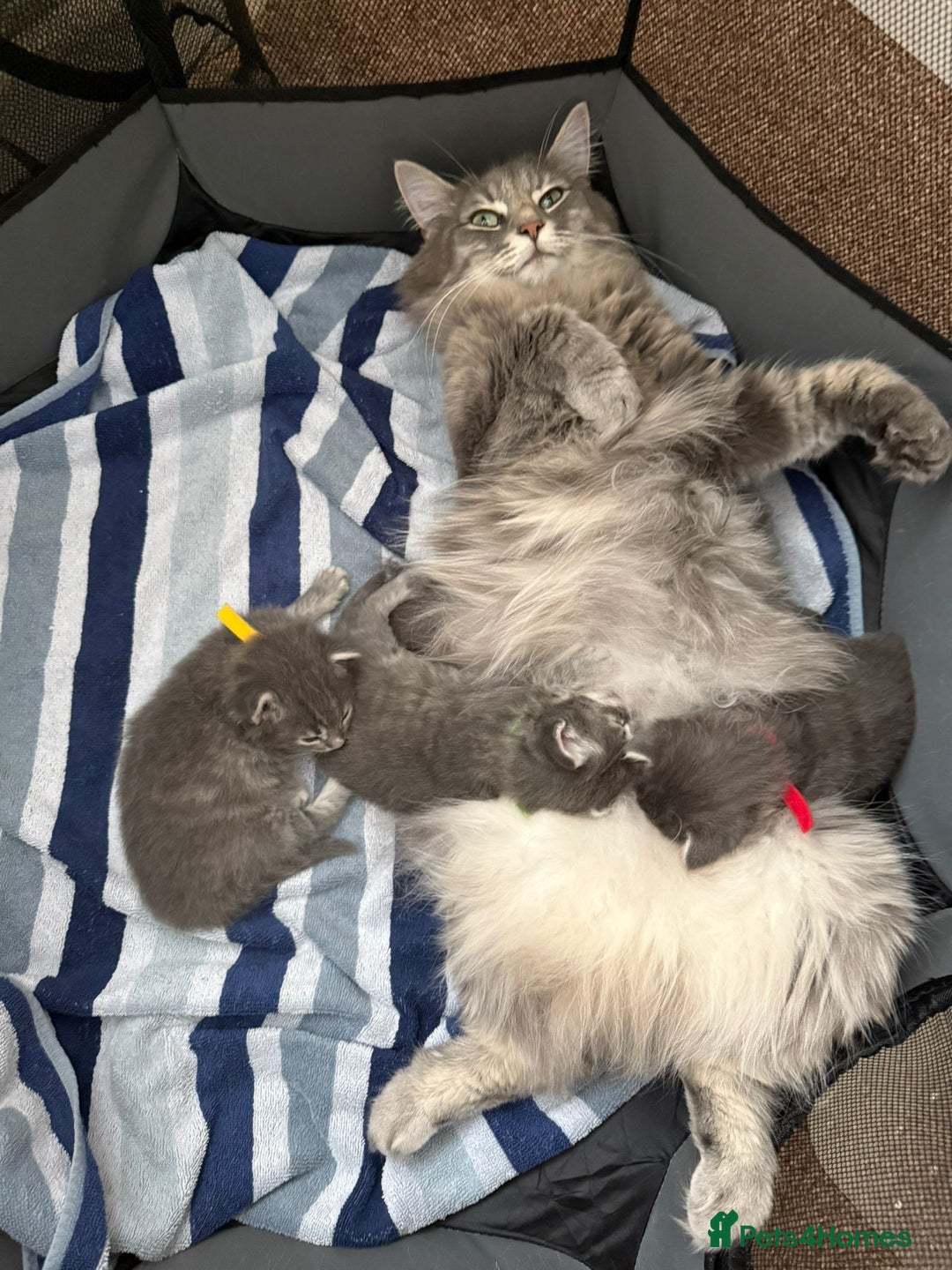 Norwegian Forest Cat cats for sale: Three Purebred Pedigreed Norwegian Forest Kittens  in Poole - Image 2